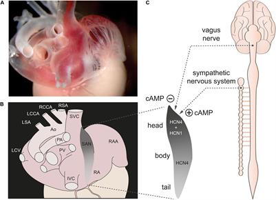 Speeding Up the Heart? Traditional and New Perspectives on HCN4 Function